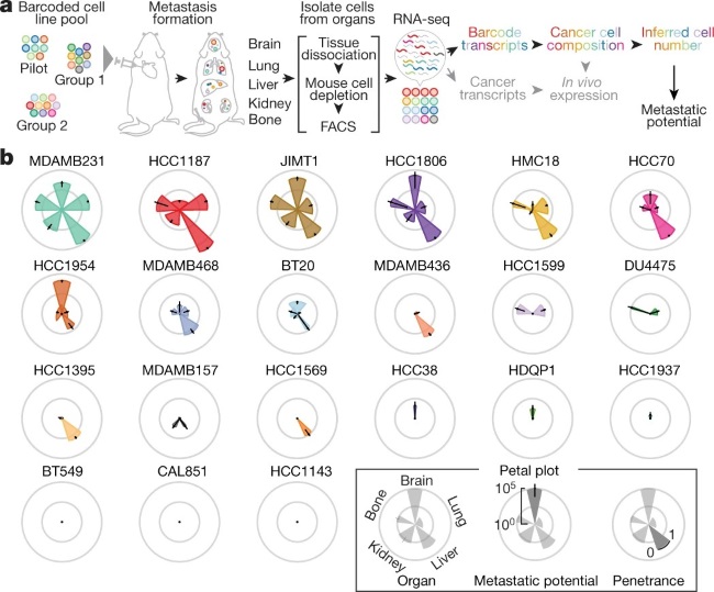 Fig 1. A schematic of the experiment determining the feasibility of in vivo metastatic potential profiling using barcoded cell line pools. (OA Literature)