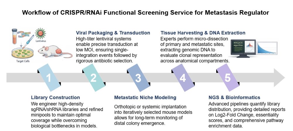 Core steps of metastasis regulator screening. (Creative Biolabs Original)