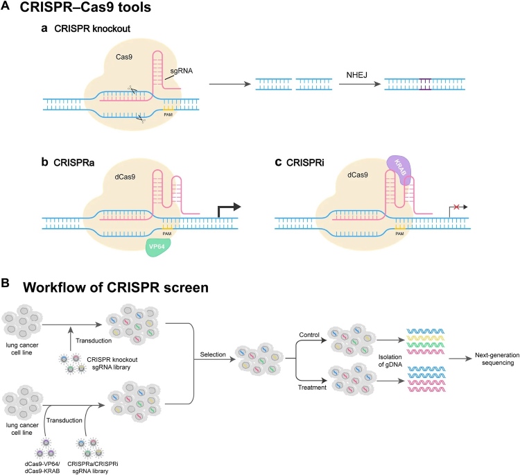 Fig 1. Workflow of CRISPR screen. (OA Literature)