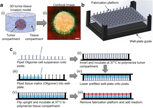 Fig 1. Schematic of 3D tumor-tissue invasion model. (OA Literature)