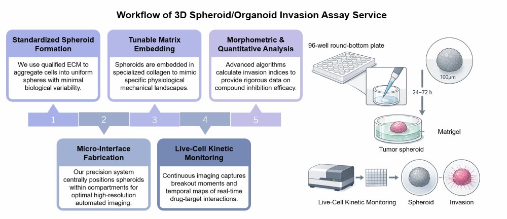 Core steps of 3D spheroid/organoid invasion assay. (Creative Biolabs Original)
