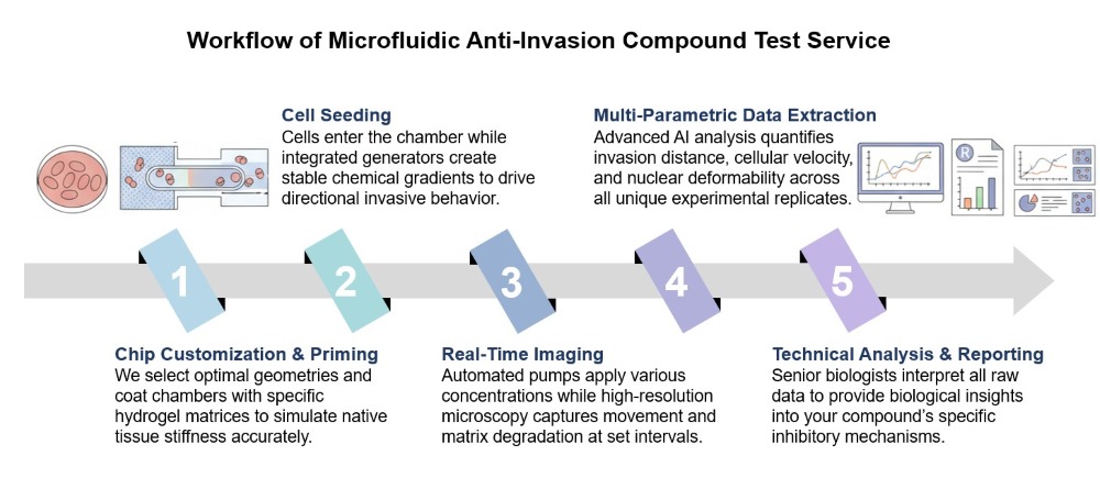 Core steps of microfluidic anti-invasion compound test. (Creative Biolabs Original)