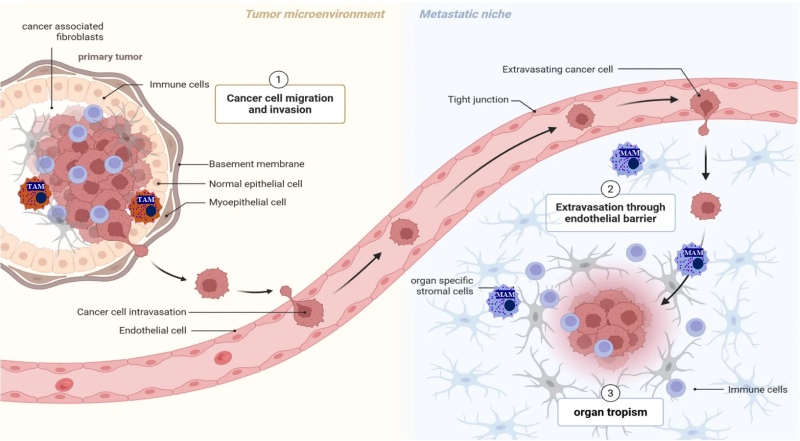 Fig 1. Metastasis depends on cancer cell–microenvironment crosstalk. (OA Literature)
