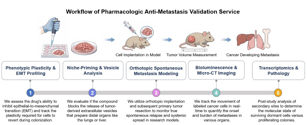 Core steps of pharmacologic anti-metastasis validation. (Creative Biolabs Original)