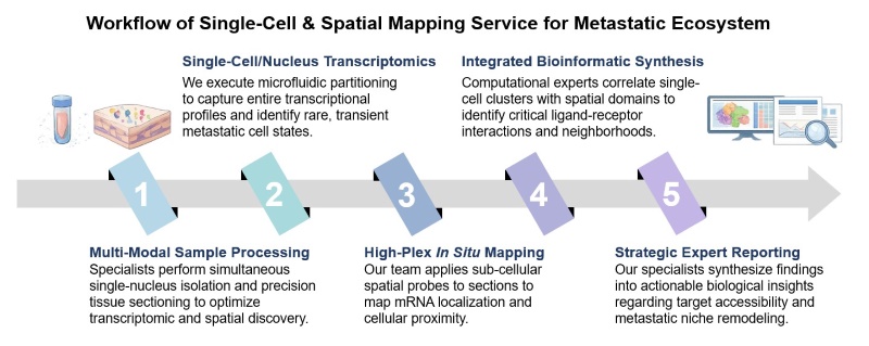 Core steps of metastatic ecosystem mapping. (Creative Biolabs Original)