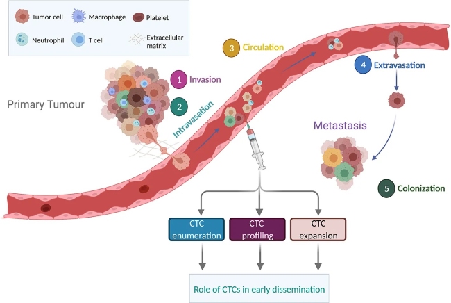 Fig 1. CTC enumeration and profiling in non‑metastatic tumors. (OA Literature)