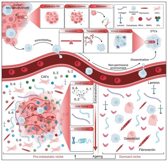 Fig 1. Modeling DTC transition from proliferative to dormant niche. (OA Literature)