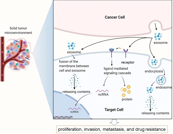 Fig 1. Exosomes in the tumor microenvironment mainly complete information exchange and material transportation between tumor cells. (OA Literature)