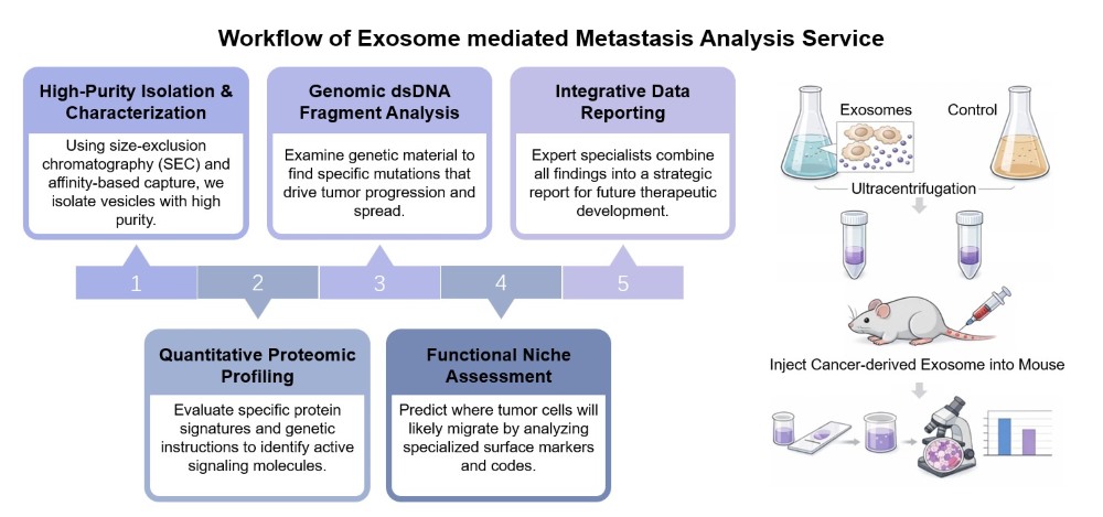 Core steps of exosome mediated metastasis analysis. (Creative Biolabs Original)