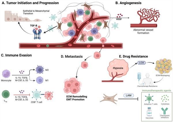 Fig 1. Five critical processes within the TME that drive tumor progression and resistance to therapy. (OA Literature)