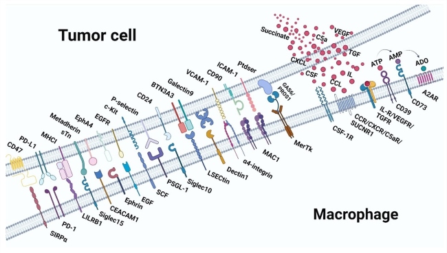 Fig 1. Rreceptor-Ligand Interaction in Anti-Tumor Immunity. (OA Literature)