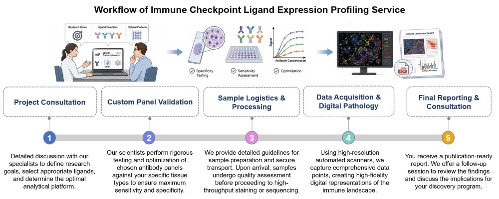 Core steps of immune checkpoint ligand expression profiling service. (Creative Biolabs Original)