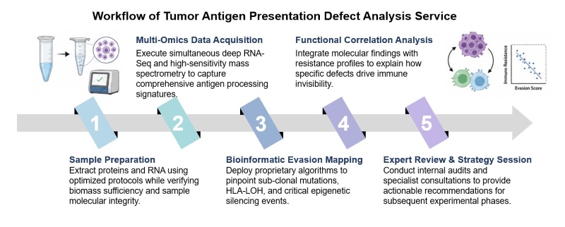 Core steps of tumor antigen presentation defect analysis service. (Creative Biolabs Original)
