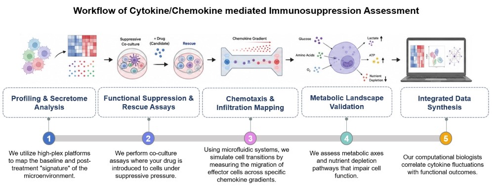 Core steps of cytokine/chemokine mediated immunosuppression assessment service. (Creative Biolabs Original)