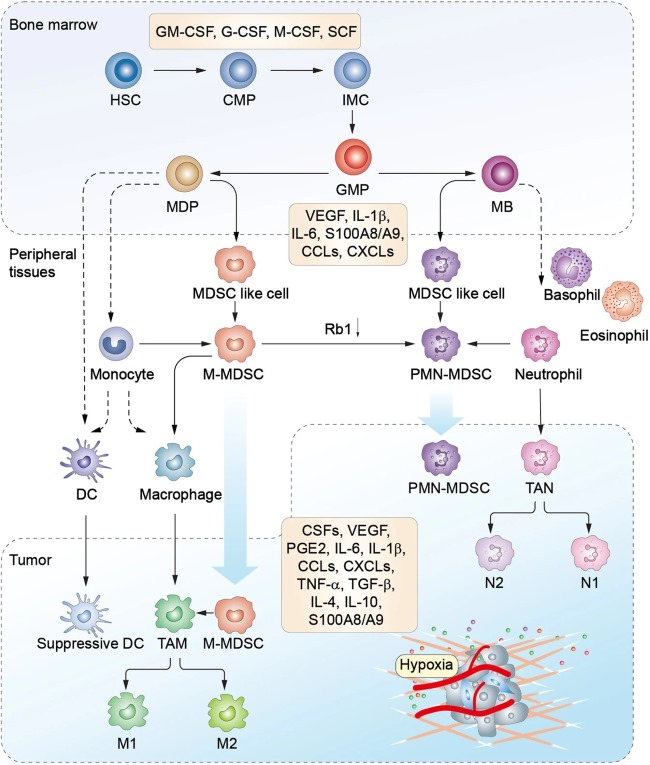 Fig 1. Schematic diagram of MDSCs development, recruitment, and differentiation. (OA Literature)