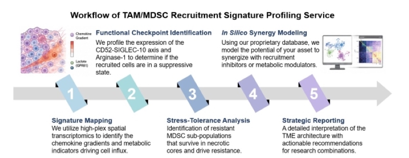 Core steps of TAM/MDSC recruitment signature profiling service. (Creative Biolabs Original)