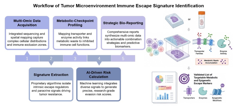 Core steps of tumor microenvironment immune escape signature identification service. (Creative Biolabs Original)