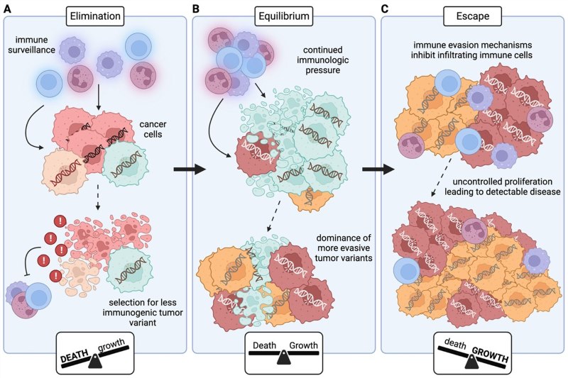 Fig 1. Cancer immunoediting consists of three phases: elimination, equilibrium, and escape. (OA Literature)