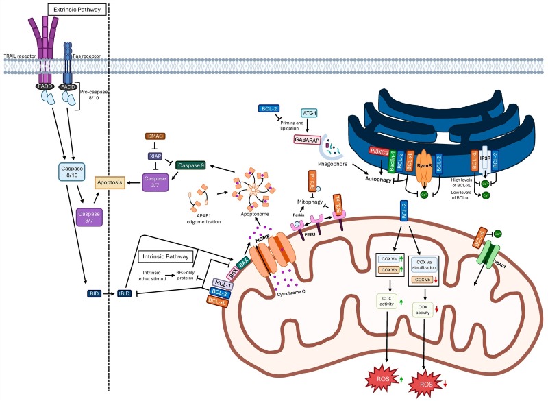 Fig 1. Extrinsic and intrinsic apoptotic pathways and BCL-2 and BCL-xL functions. (OA Literature)