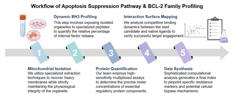 Core steps of apoptosis suppression pathway & BCL-2 family profiling service. (Creative Biolabs Original)