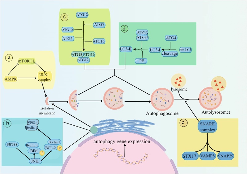 Fig 1. Autophagy is a complex self-degradation process involving the key steps. (OA Literature)