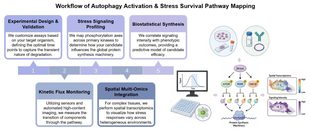 Core steps of autophagy activation & stress survival pathway mapping. (Creative Biolabs Original)