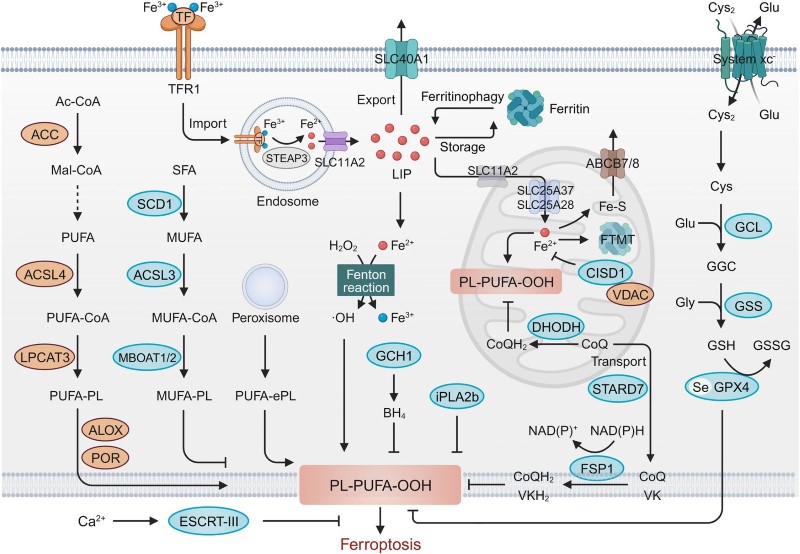 Fig 1. Molecular mechanisms of ferroptosis. (OA Literature)