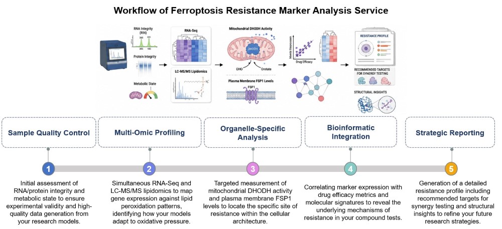 Core steps of ferroptosis resistance marker analysis service. (Creative Biolabs Original)