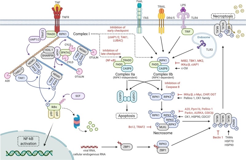 Fig 1. Necroptosis factors are strictly regulated by ubiquitination, phosphorylation, glycosylation, and protein–protein interactions. (OA Literature)