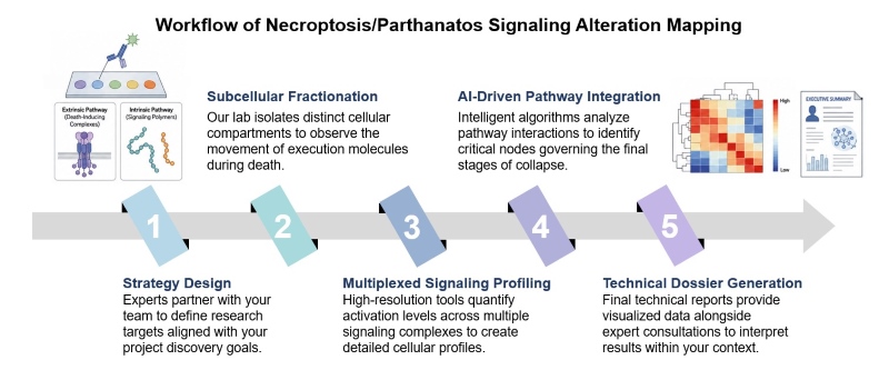 Core steps of necroptosis/parthanatos signaling alteration mapping service. (Creative Biolabs Original)
