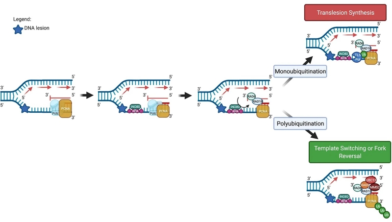 Fig 1. Key proteins involved in the initial steps of DNA damage tolerance pathway activation at an arrested replication fork. (OA Literature)