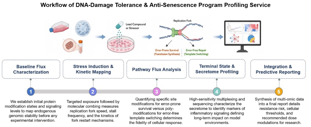 Core steps of DNA-damage tolerance & anti-senescence program profiling service. (Creative Biolabs Original)