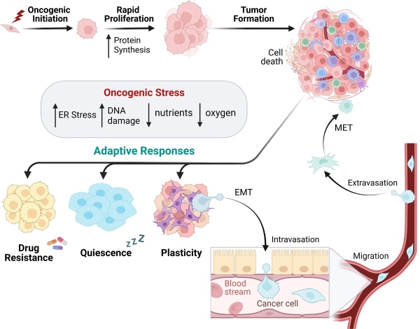 Fig 1. Cancer cell development utilizes heterogenetic adaption for tumor progression. (OA Literature)