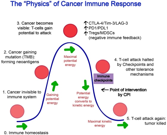 Fig.1 The “physics” of the cancer immune response: the evolution of immune activation, suppression, and restoration. (OA Literature)