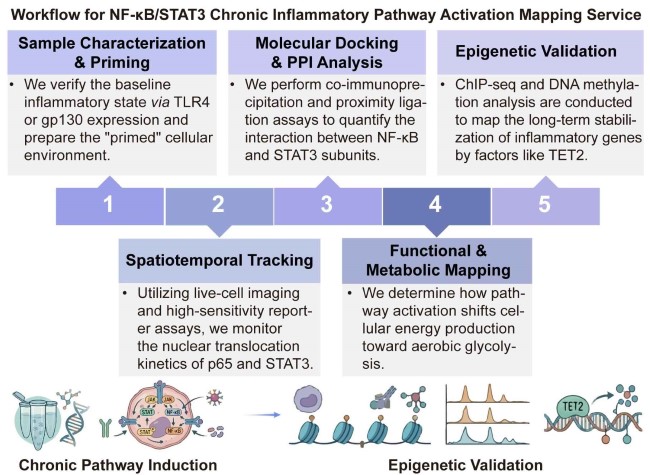A simple procedure for NF-κB/STAT3 chronic inflammatory pathway activation mapping service. (Creative Biolabs Original)