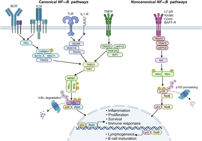 Fig.1 Unraveling the canonical and noncanonical arms of NF-κB signaling. (OA Literature)