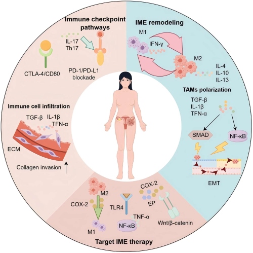 Fig.1 Endometrial cancer and its inflammatory microenvironment: underlying mechanisms and therapeutic targets. (OA Literature)