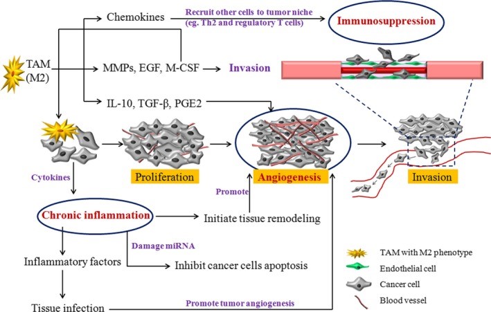 Fig.1 How TAMs orchestrate angiogenesis, inflammation, and immune suppression to promote tumor progression. (OA Literature)