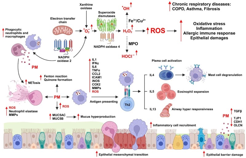 Fig.1 From particulate matter to chronic respiratory inflammation: unraveling the ROS‑mediated pathogenesis of disease onset and worsening. (OA Literature)