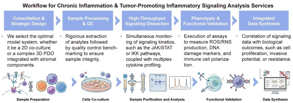 A simple procedure for chronic inflammation and tumor-promoting inflammatory signaling analysis services. (Creative Biolabs Original)