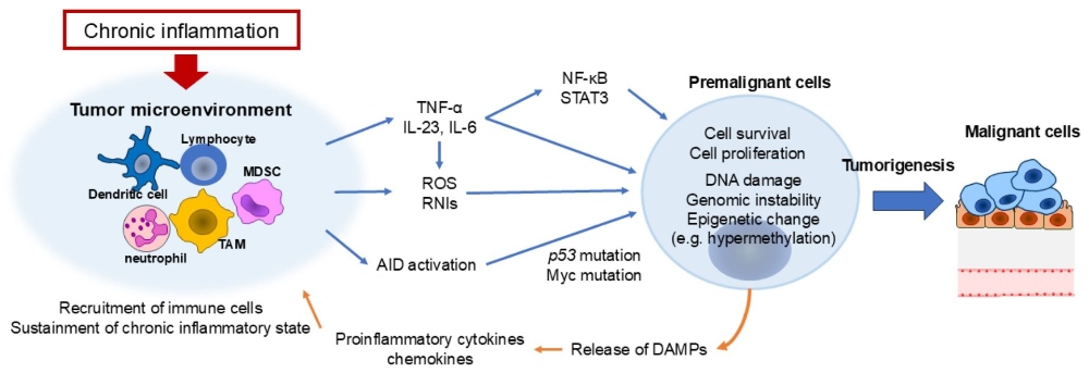 Fig.1 Chronic inflammation and the onset of cancer: a multifaceted driver of genetic and epigenetic instability. (OA Literature)