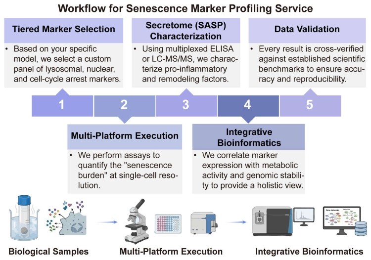 A simple procedure for senescence marker profiling service. (Creative Biolabs Original)