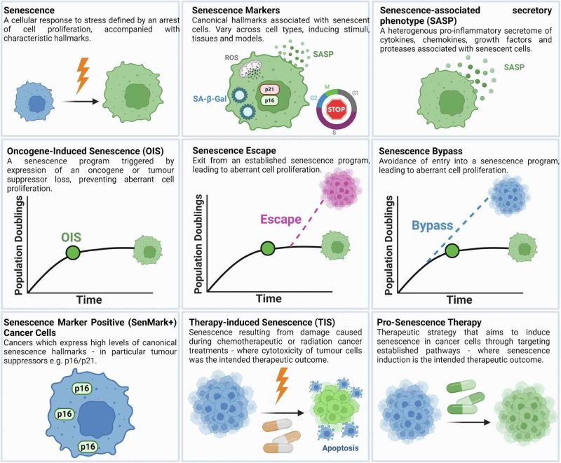 Fig.1 A glossary of fundamental senescence-associated mechanisms. (OA Literature)