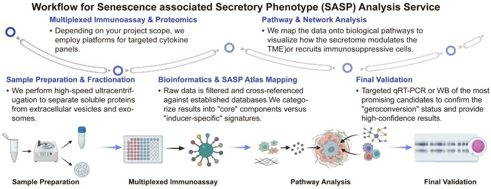 A simple procedure for SASP analysis service. (Creative Biolabs Original)