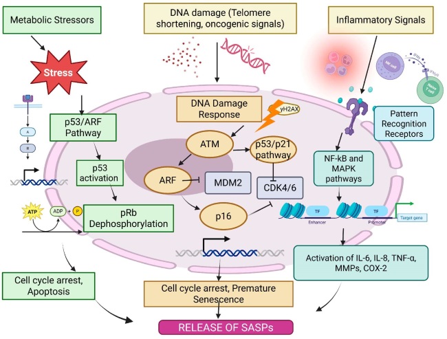 Fig.1 Molecular mechanisms underlying SASP production in senescent cells. (OA Literature)