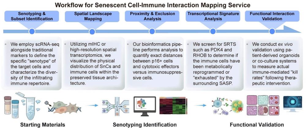 A simple procedure for senescent cell-immune interaction mapping service. (Creative Biolabs Original)