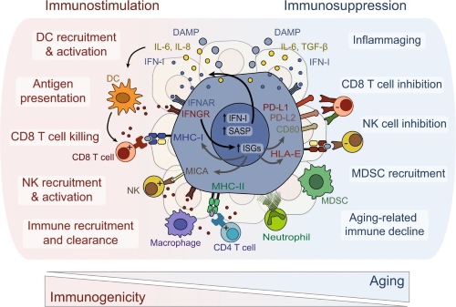 Fig.1 How senescent cells shape immune responses. (OA Literature)