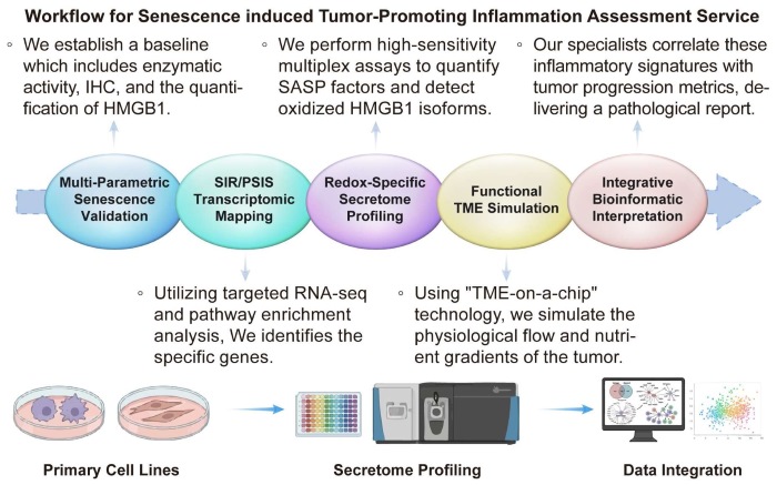 A simple procedure for senescence induced tumor-promoting inflammation assessment service. (Creative Biolabs Original)