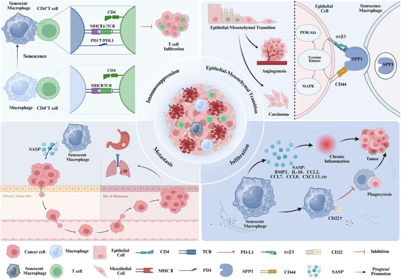 Fig.1 The emerging role of senescent macrophages in cancer. (OA Literature)