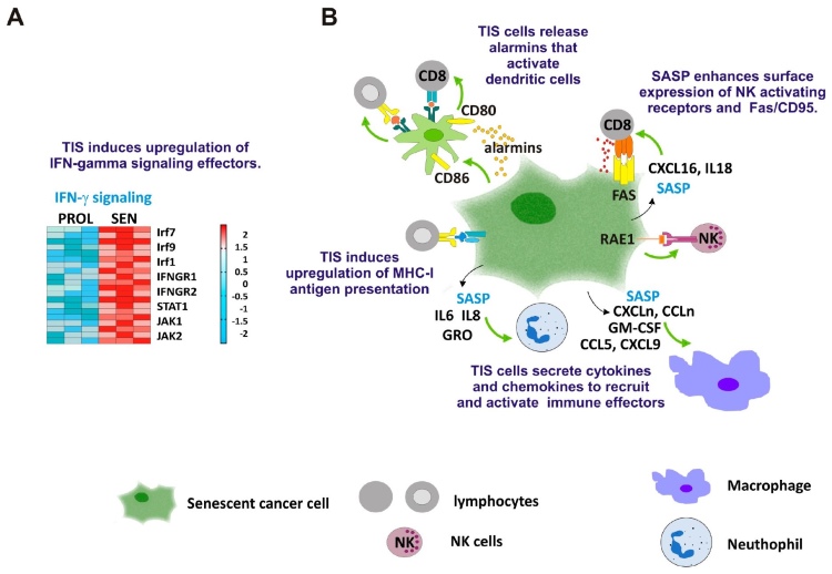 Fig.1 TIS cells as potent stimulators of antitumor immunity. (OA Literature)